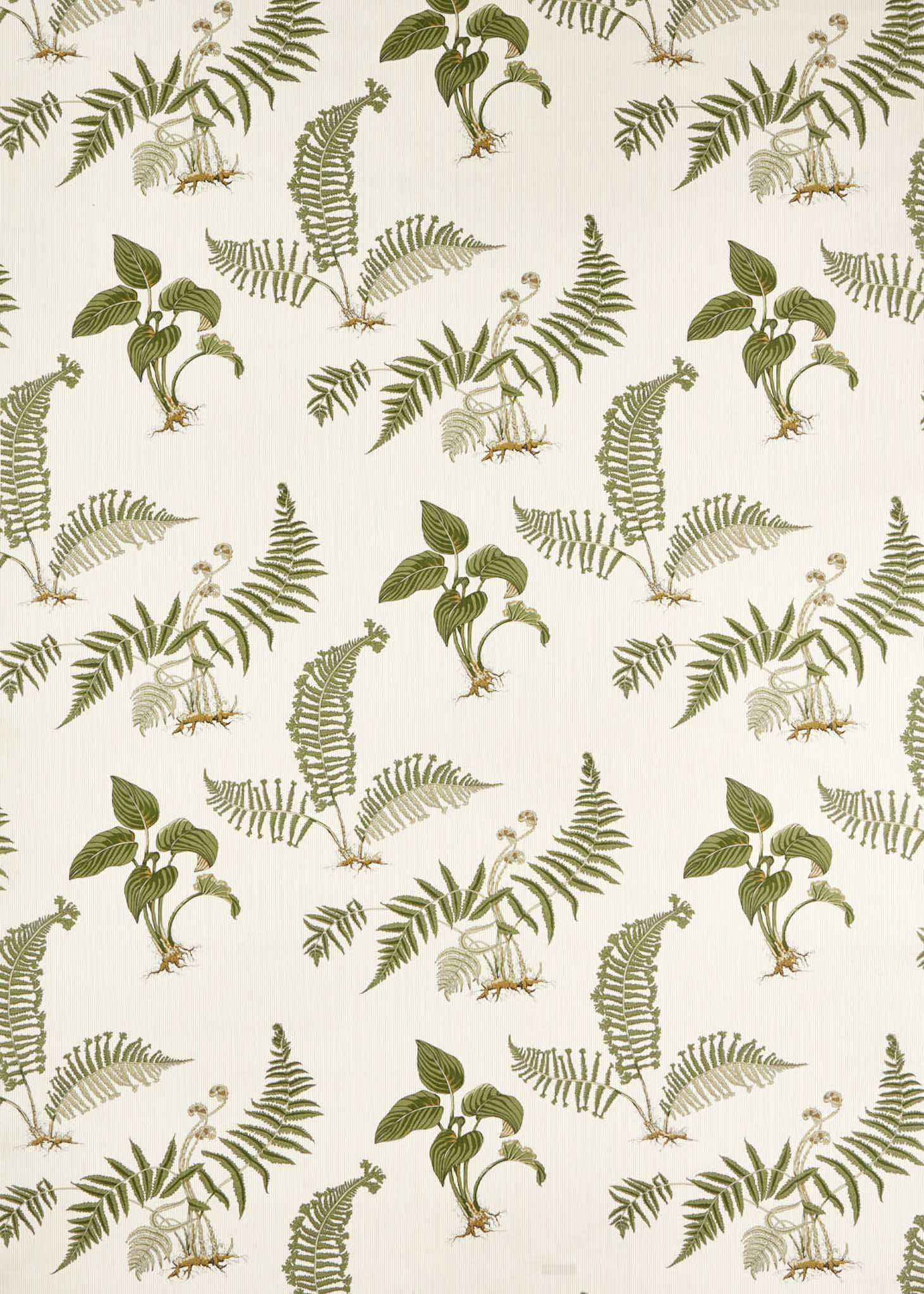 Sanderson Highgrove Hosta 